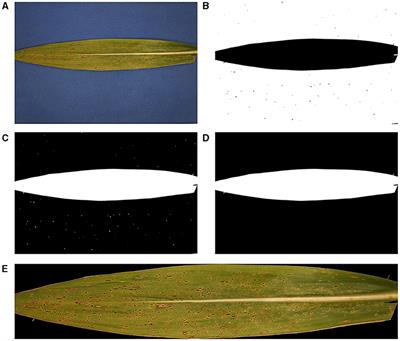 Contour-Based Detection and Quantification of Tar Spot Stromata Using Red-Green-Blue (RGB) Imagery